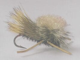 Parachute madam x peacock