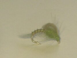 Cdc loopwing olive fly