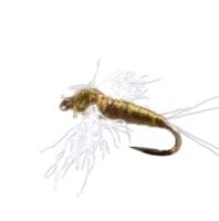 Blue Winged Spinner Mayfly