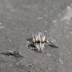 Griffith's gnat fly
