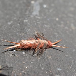 hellgramite brown fly