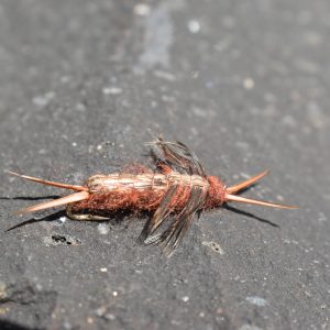 hellgramite brown fly