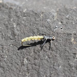 Rockworm Caddis Olive fly