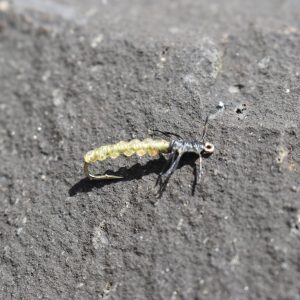 Rockworm Caddis Olive fly