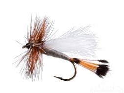 Trude Adams mayfly