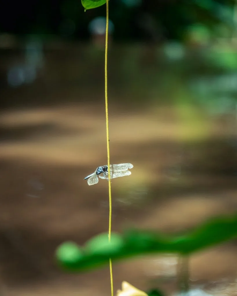 How To Setup A Fly Fishing Rod For beginners