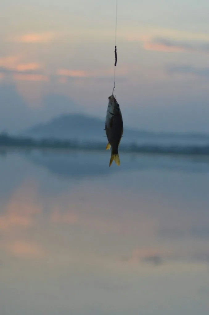 How to Fish Successfully with Lures The Beginners Journey