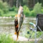 Fish caught near a riverbank.